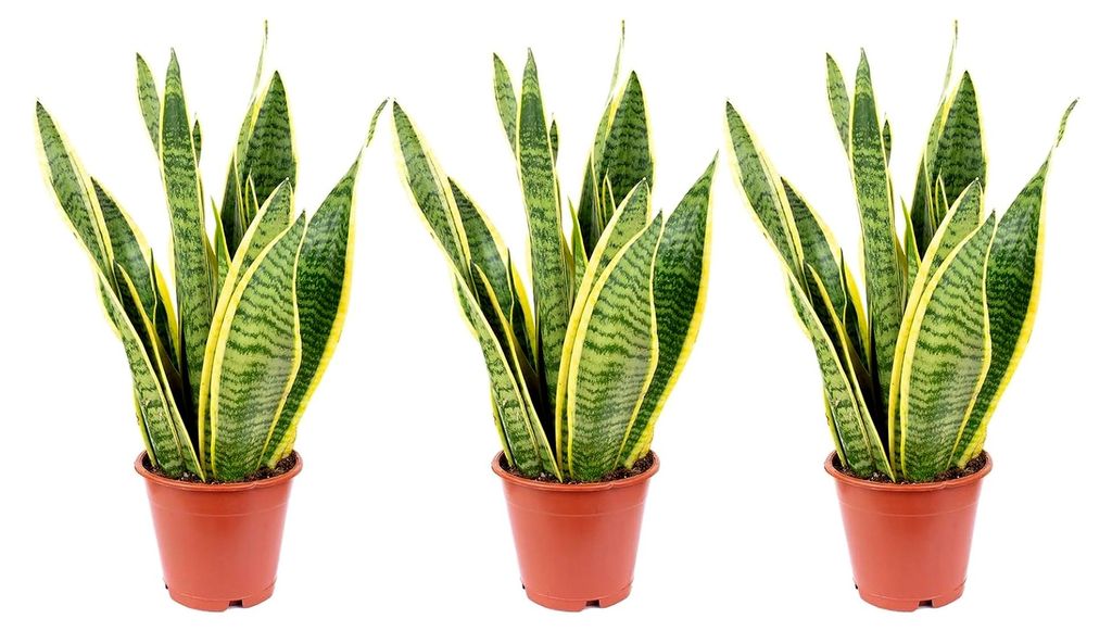 3x Bogenhanf, pflegeleichte Zimmerpflanzen, Sansevieria trifasciata Laurentii - Höhe ca. 35 cm, Topf-Ø 12 cm
