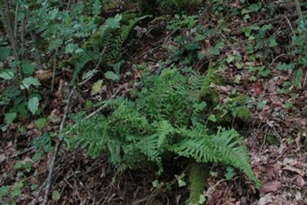 Königsgoldschuppen-Farn - Cristata - wintergrün - 2,7 l. Co.