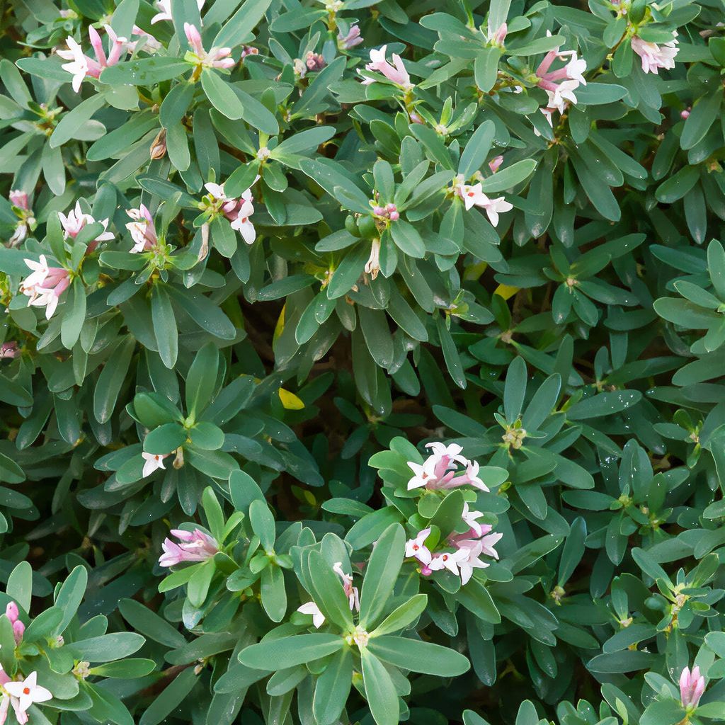 Bakker.com - Transatlantischer Seidelbast Pink Fragrance , Der topf / Ø 13cm / Lieferhöhe 20-25cm