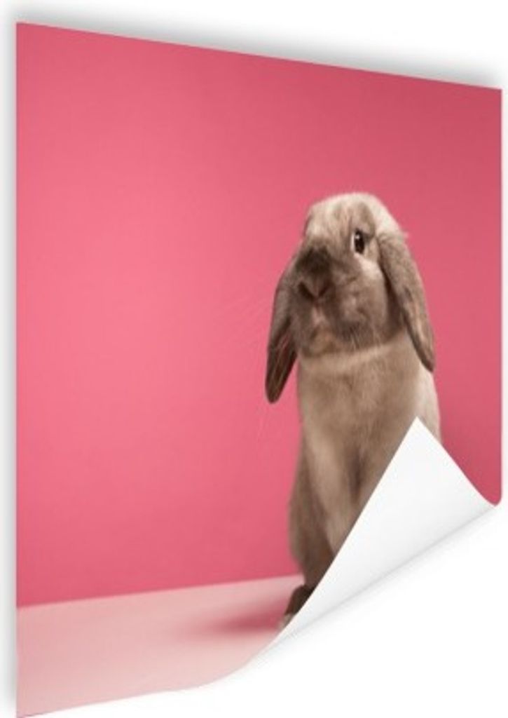 MuchoWow Poster Kaninchen - Tier - Rosa 180x120 cm - Fotoplakat