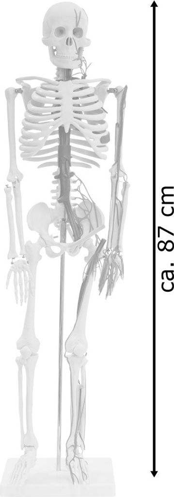 Anatomie Modell Skelett Auswahl Lebensgroß 180 cm oder Produktbild 4