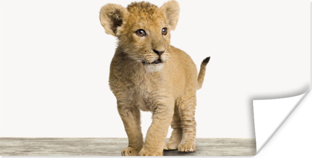 MuchoWow Poster Löwe - Junge - Kinder - Jungen - Tiere - Mädchen 150x75 cm - ohne Rahmen