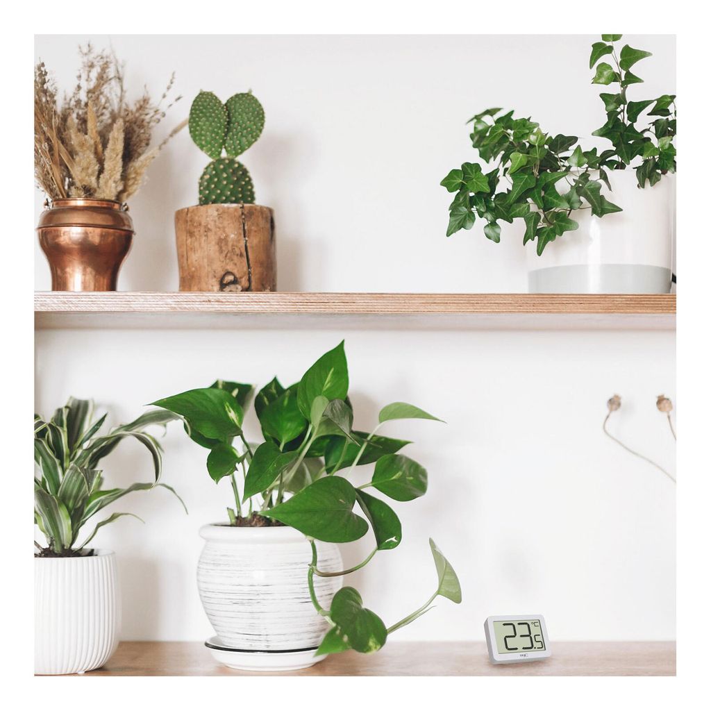 Indoor plants on shelves and a digital thermometer on a shelf.