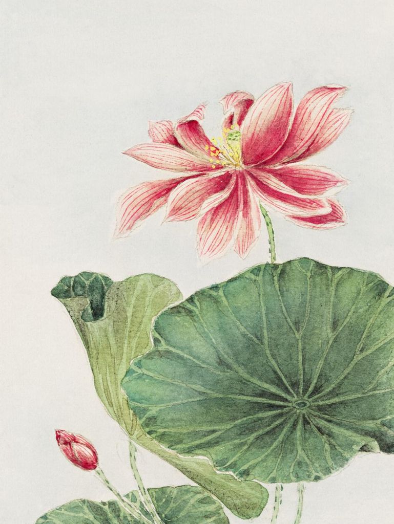 Plakat 60x80cm Hasu, Morikaga Japanischer Vintage für das Wohnzimmer