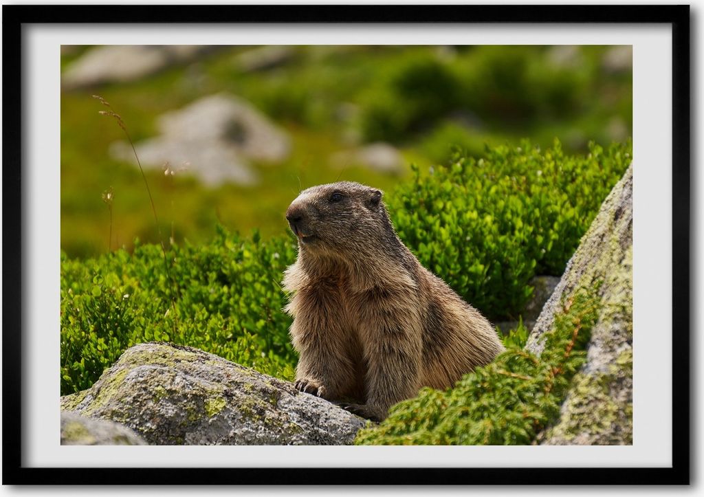 Bild - Bilder - Bilderrahmen - 70 cm x 50 cm - MDF-Rahmen, Wandkunst Murmeltier