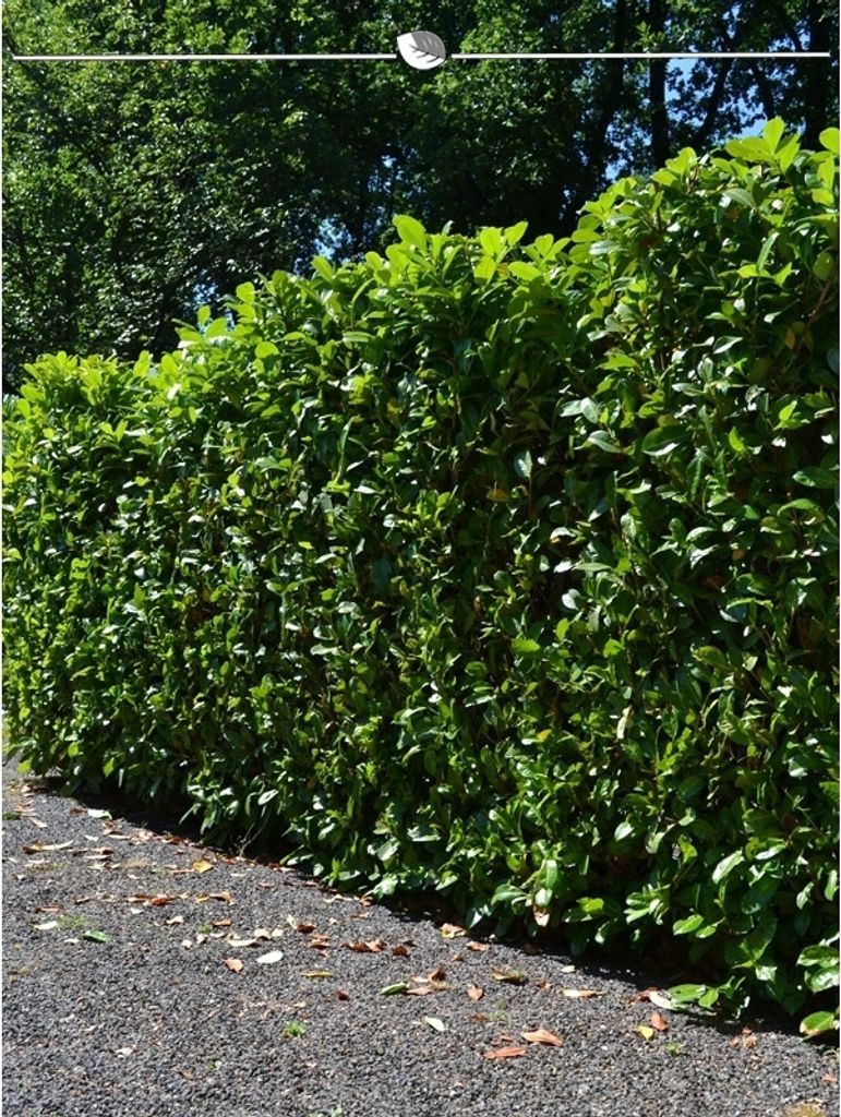 Kirschlorbeer Prunus Novita 180-200 cm, 8x Heckenpflanze