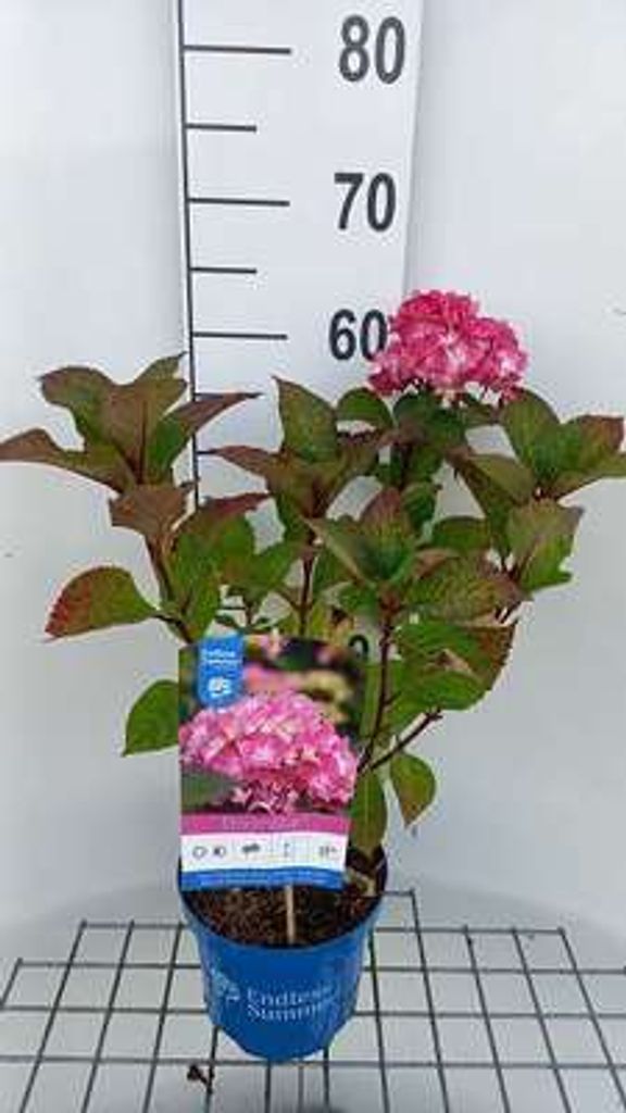 Hydrangea macr. 'Endless Summer Bloomstar Pink' - Hortensja Zdjęcie produktu 