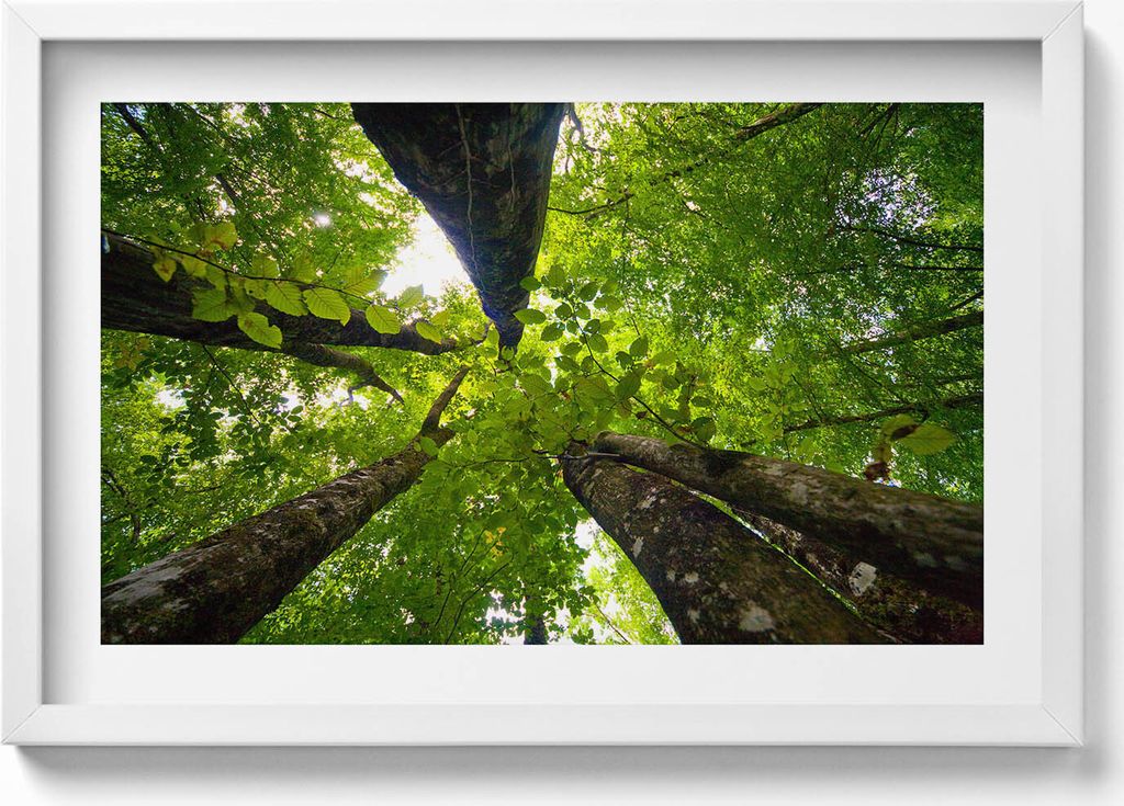 Grüne, belaubte Bäume– Wandbild mit Rahmen – Gerahmtes Bild – Wanddekoration – 60x40 cm – Schwarz Rahmen