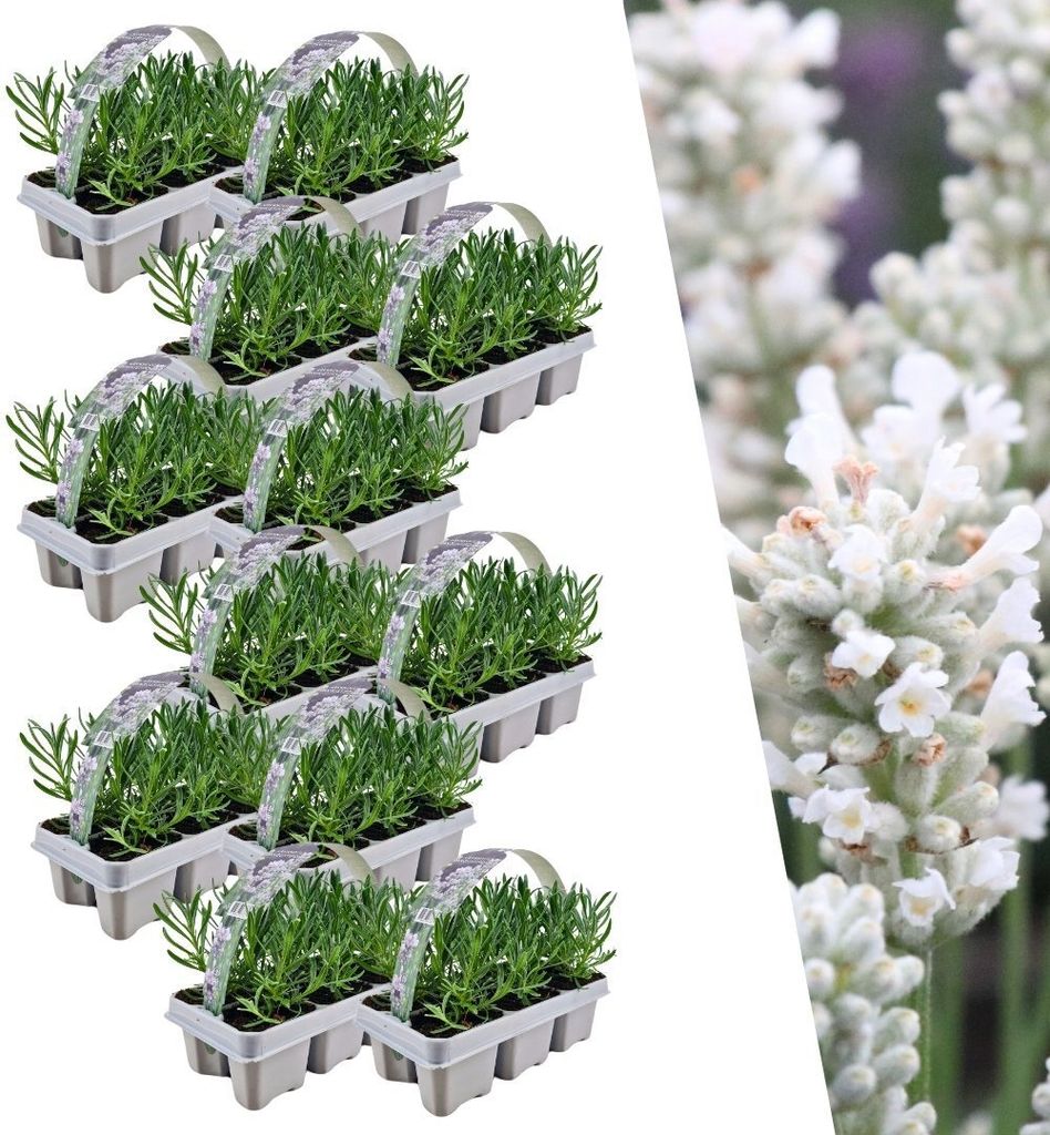 Weißer Duft-Lavendel 72 Lavendel Pflanze angustifolia | Lavendelpflanzen winterhart | echter lavendel | Gartenpflanzen | 72 x Ø7 cm | 15 cm