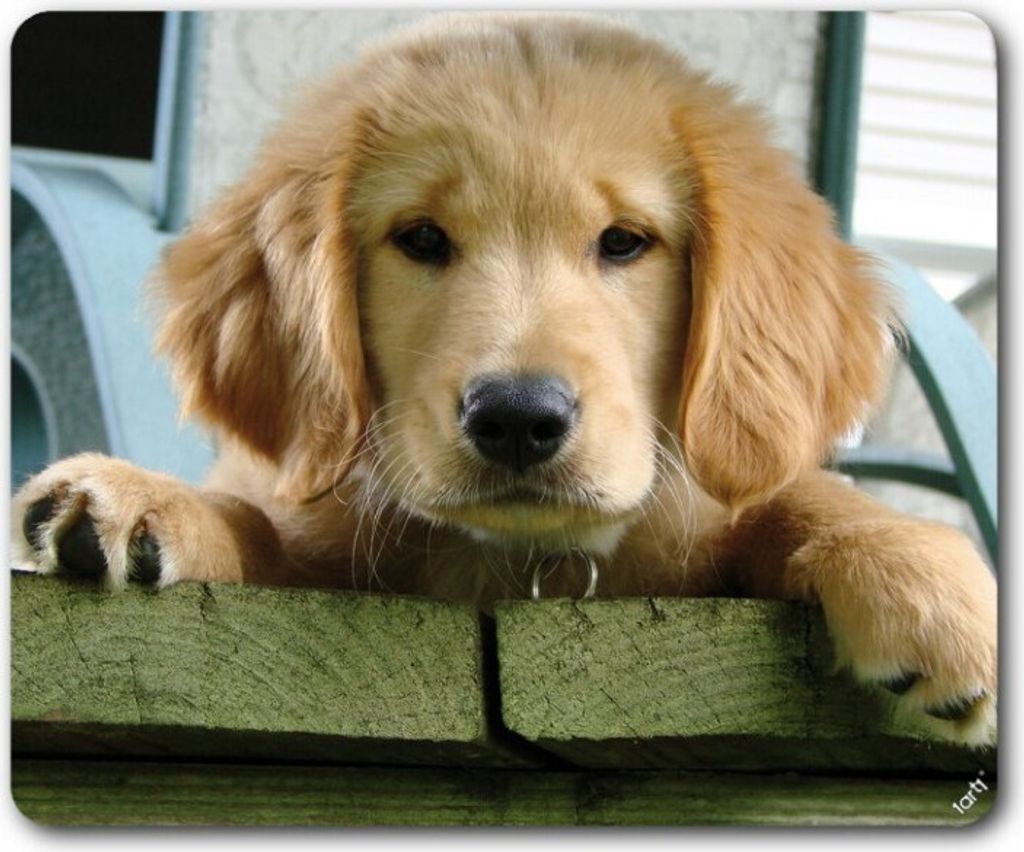 Hunde Mauspad - Süßer Golden Retriever Welpe (19 x 23 cm)