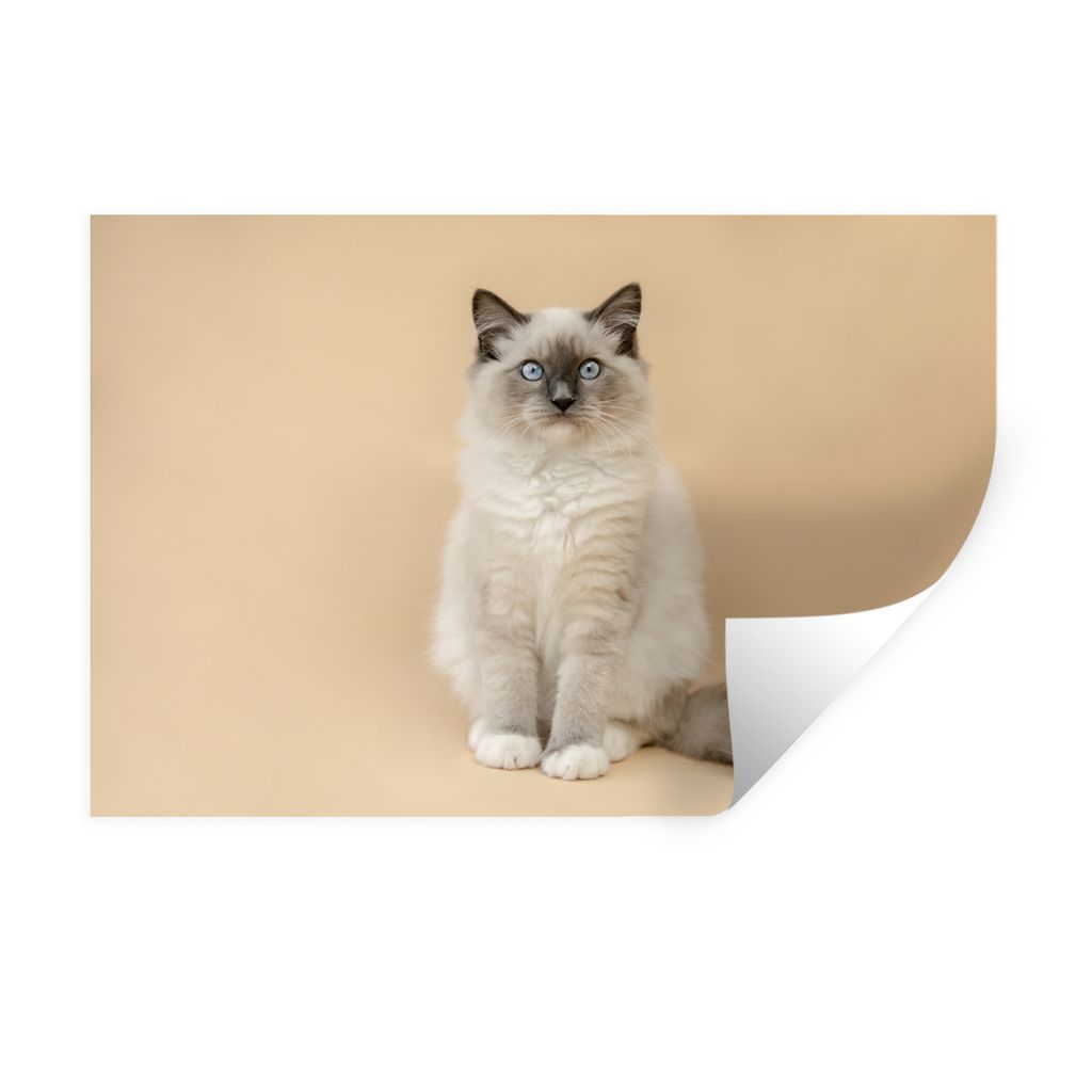 MuchoWow Wandtattoo Wandsticker Wandaufkleber Katze - Siamese - Porträt - Mädchen - Kinder - Jungen - Kinder 90x60 cm Selbstklebend und Reposit...