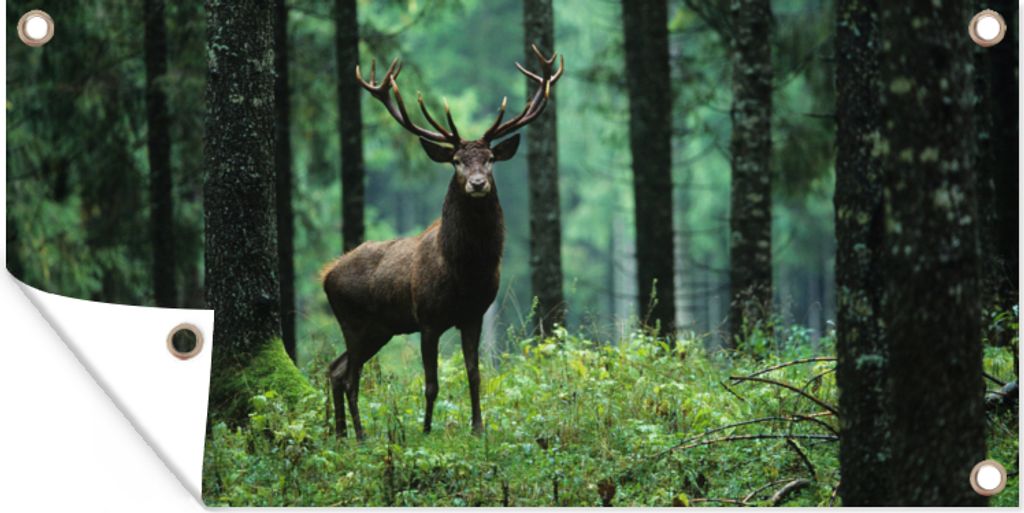 MuchoWow 60x30 cm Outdoor-Poster Gartendeko Sichtschutz Garten Poster für den Garten Hirsche - Wald - Bäume - Tiere - Natur