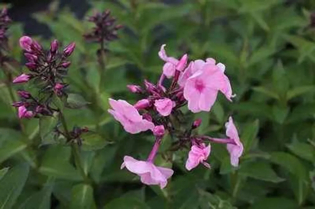 Lot de 6 plantes vivaces Phlox Valse d'automne - Fleurs de massifs