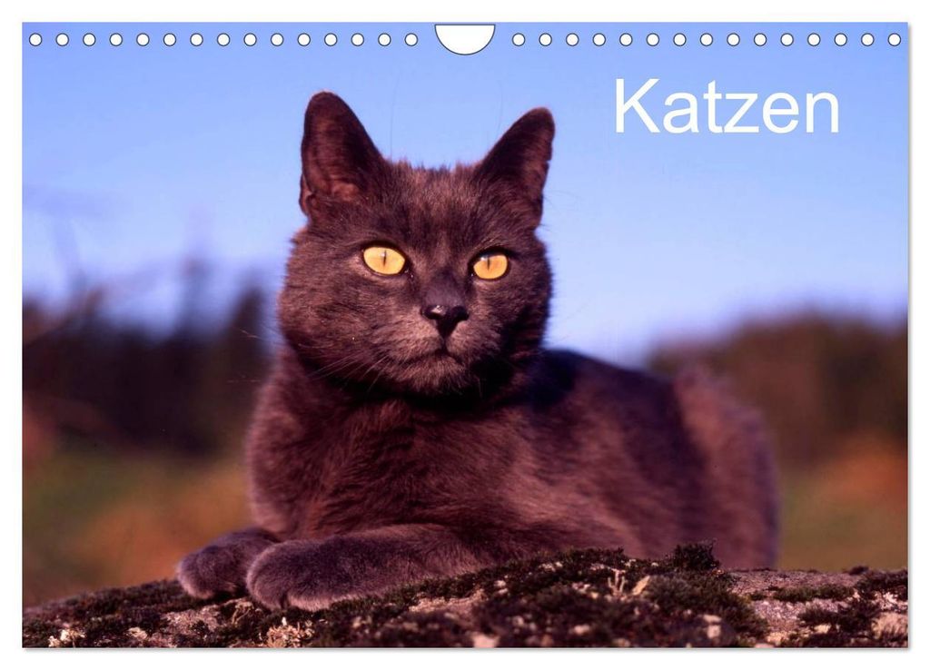 Katzen (Wandkalender 2027 DIN A4 quer), CALVENDO Monatskalender