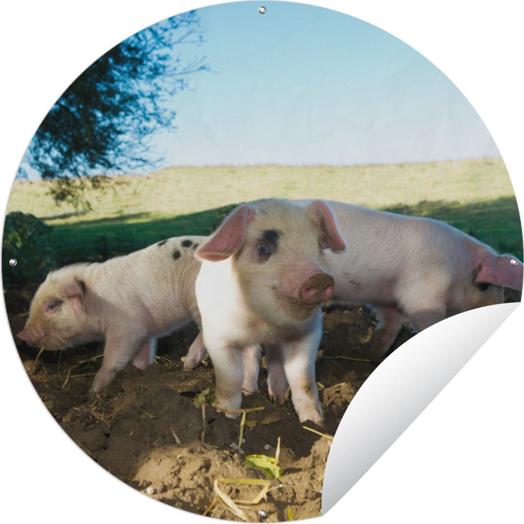 MuchoWow Gartenposter Outdoor-Poster Rund Schweine - Tiere - Landschaft Ø 90 cm Gartendeko Rundes Poster draußen