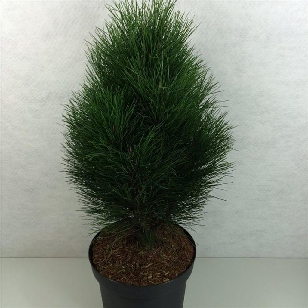 Pinus nigra 'Green Tower' - Säulen-Schwarzkiefer | 50-60 cm im topf