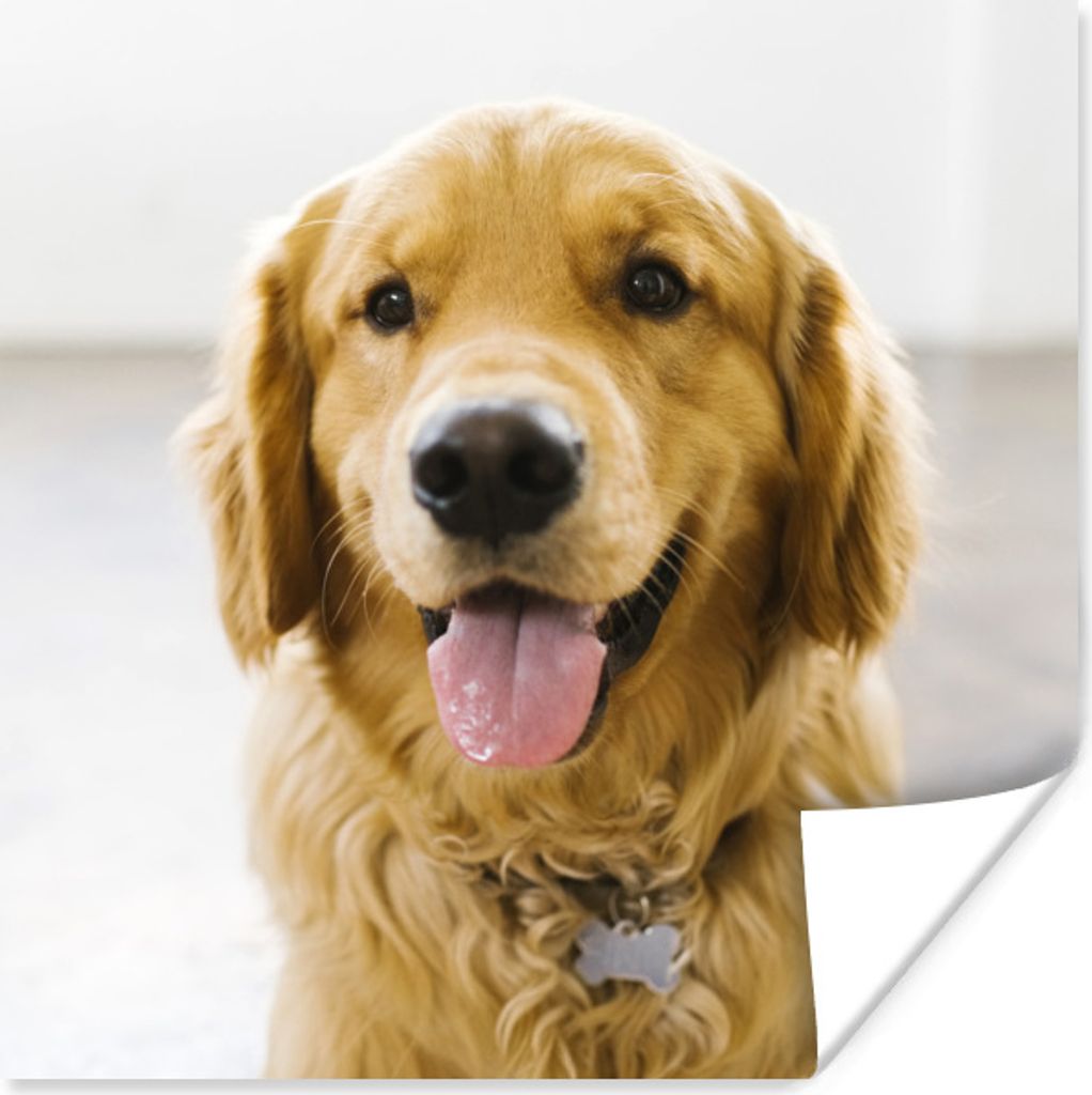 MuchoWow Poster Porträt eines superschönen Golden Retrievers 75x75 cm - Wand Dekoration