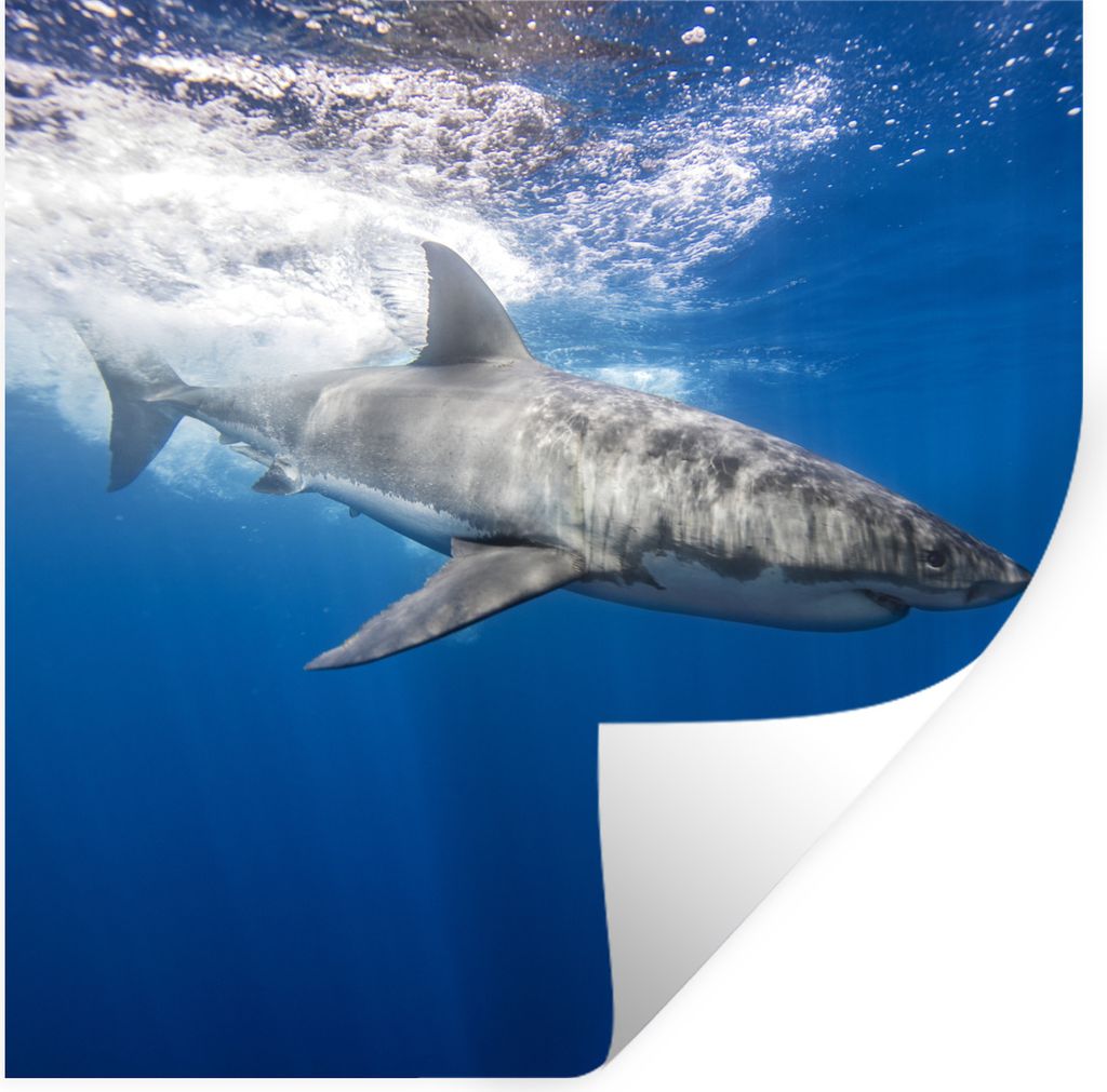 MuchoWow Wandtattoo Wandsticker Wandaufkleber Hai - Meer - Wasser 30x30 cm Selbstklebend und Repositionierbar - Repositionierbar - Wasser abweisend
