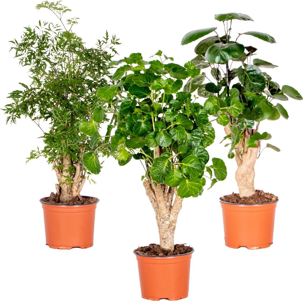 Bloomique - 3er-Mix Polyscias - Aralie - Fabian, Ming, Produktbild 