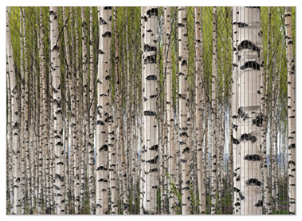 Wallario Duschmatte Antirutschmatte Badmatte Fußmatte Birkenwald - Baumstämme in schwarz weiß, Größe ca. 90 x 65 cm
