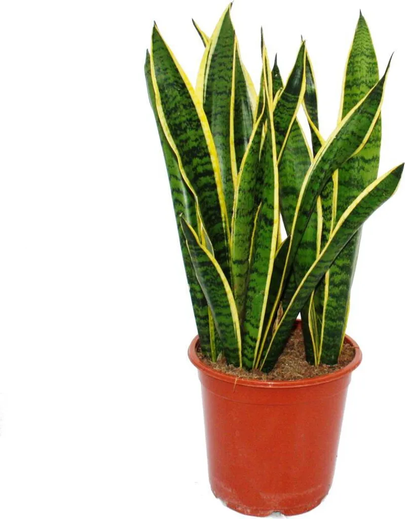 Sansevieria Laurentii 80cm - La Plante Sans Entretien pour Débutants