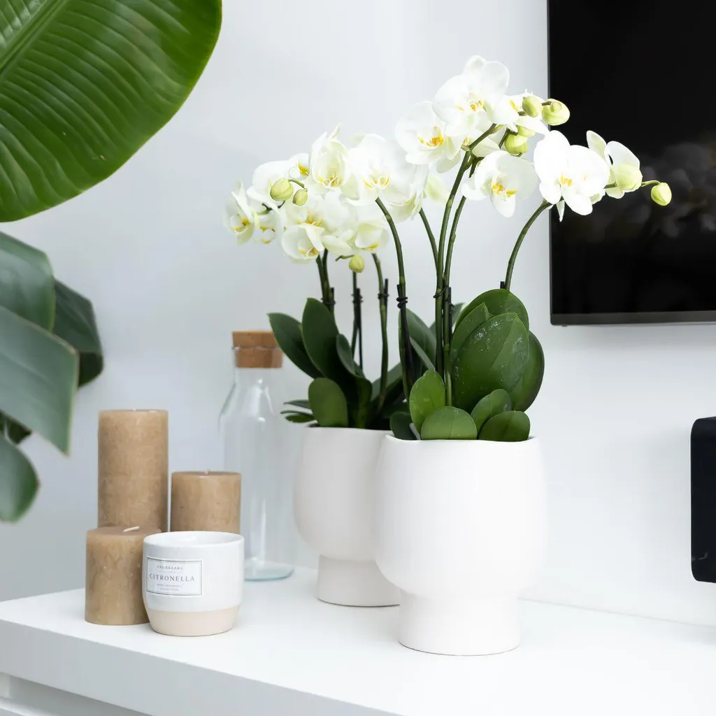 Orchidée Blanche Phalaenopsis pour Décoration Maison - Pot de 12 cm