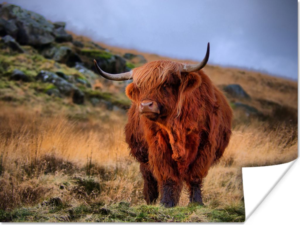 MuchoWow Poster Schottische Highlander - Gras - Steine 40x30 cm - Plakate für die Wände - Poster Wohnzimmer