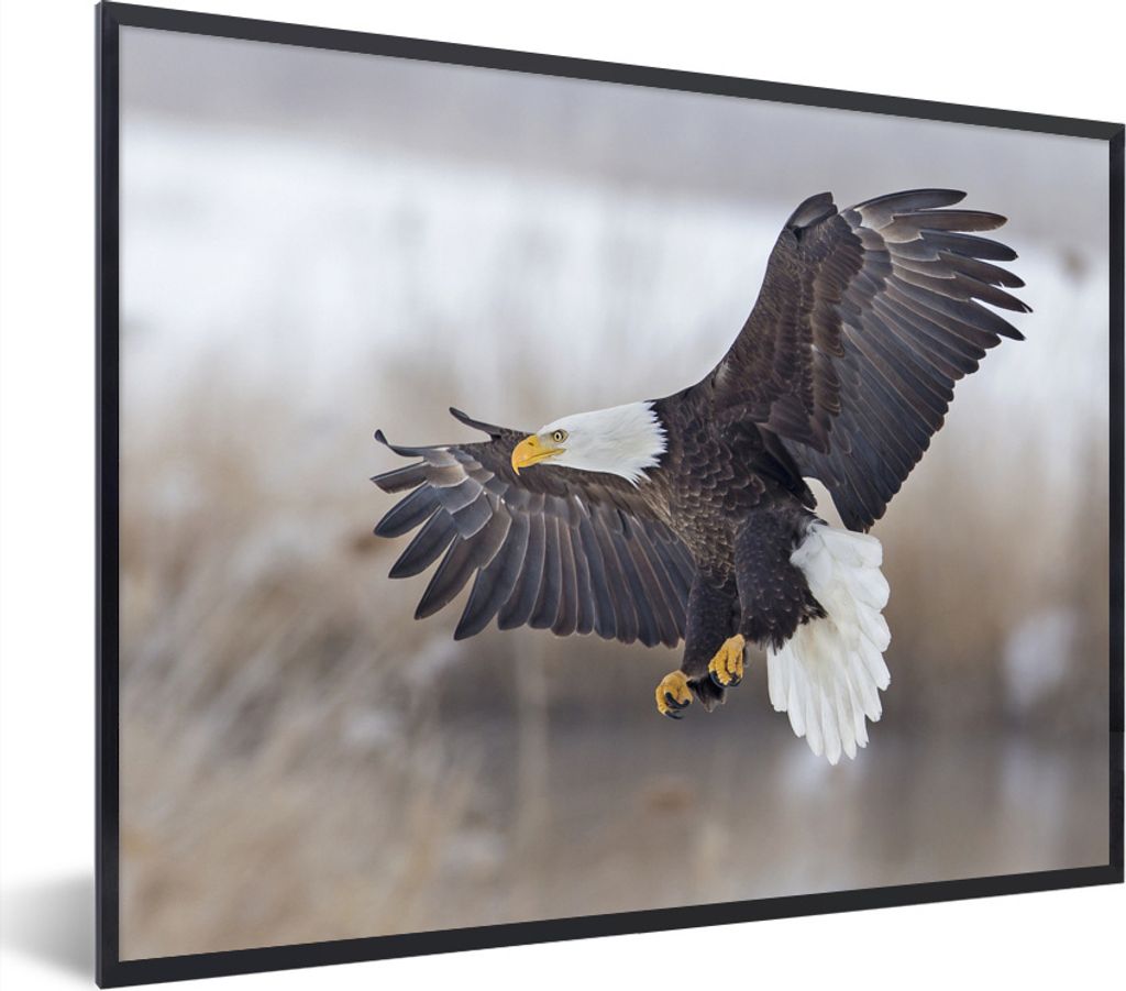 MuchoWow Gerahmtes Poster Ein amerikanischer Weißkopfseeadler mit ausgebreiteten Flügeln. 40x30 cm - Poster mit Schwarzem Bilderrahmen Wandpost...