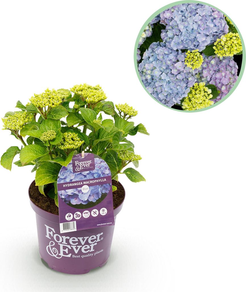 Green boutiQ - Balkonpflanze - Hortensie - Hydrangea Forever & Ever - Blau - 7-12 Blumen - Topf 23cm Höhe 55cm