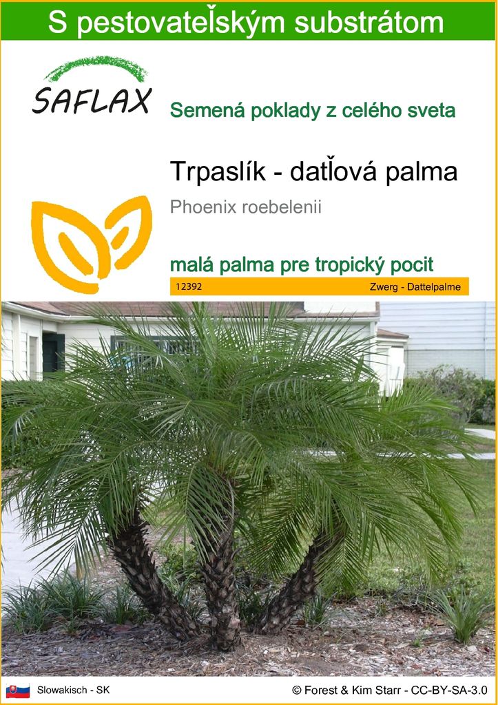 SAFLAX - Trpaslík - datľová palma - Phoenix roebelenii - 25 Obrázok produktu 
