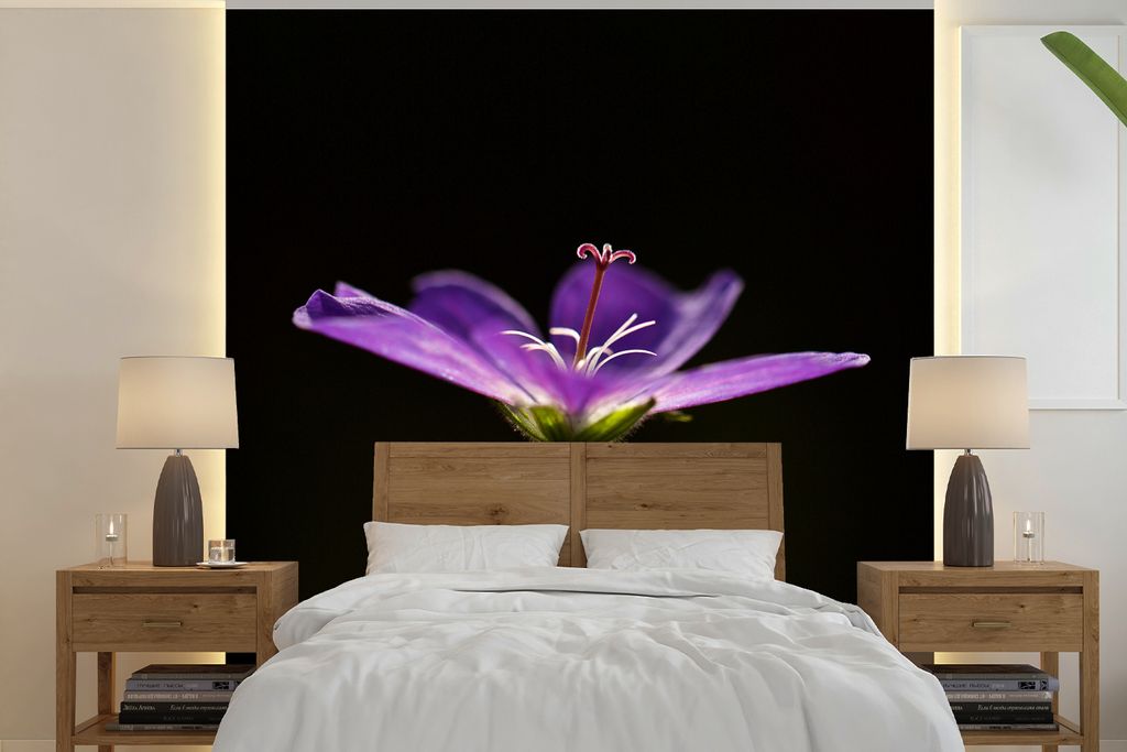 MuchoWow Fototapete für Wohnzimmer oder Schlafzimmer Wandtapete Vinyl Motivtapete Eine lila Geranie auf schwarzem Hintergrund - 350x350 cm - Sch...