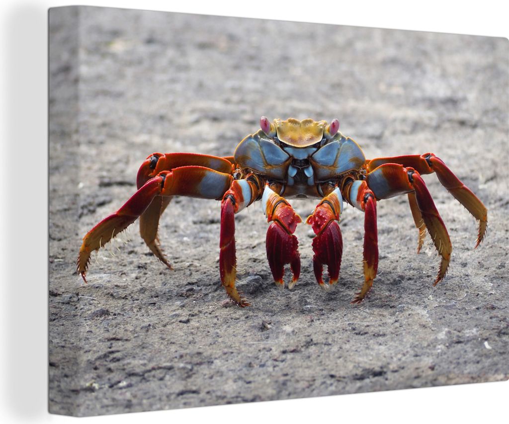 OneMillionCanvasses - Leinwandbilder - 150x100 cm, Strand - Tiere - Krabbe, Wandbilder Kunstdruck Wanddekoration