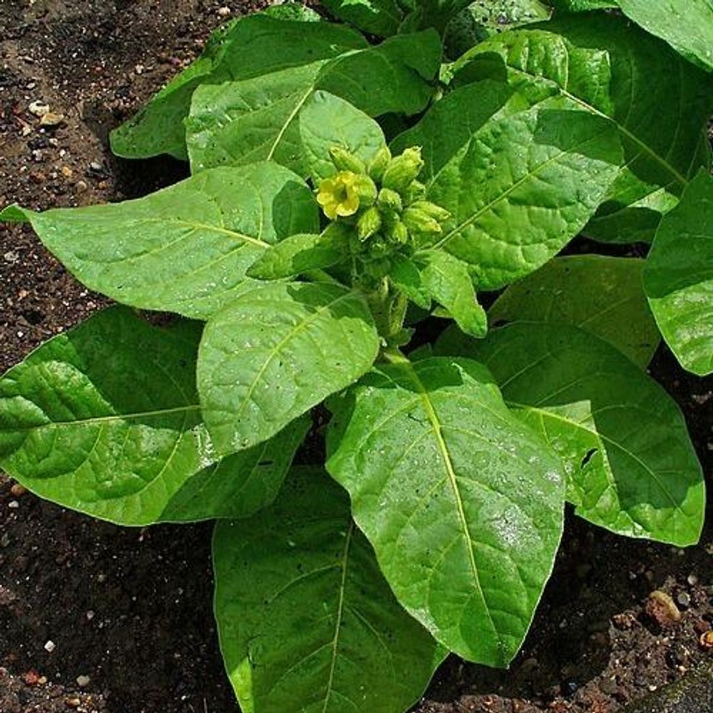 Bauern-Tabak (Nicotiana rustica)  - 100 Samen Produktbild 
