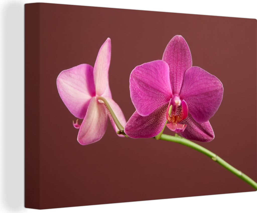 OneMillionCanvasses - Leinwandbilder - 140x90 cm, Blumen - Orchideen - Rosa, Wandbilder Kunstdruck Wanddekoration - Foto auf Leinwand - Gemälde ...