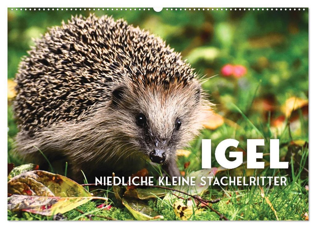 Igel - Niedliche kleine Stachelritter (Wandkalender 2027 DIN A2 quer), CALVENDO Monatskalender