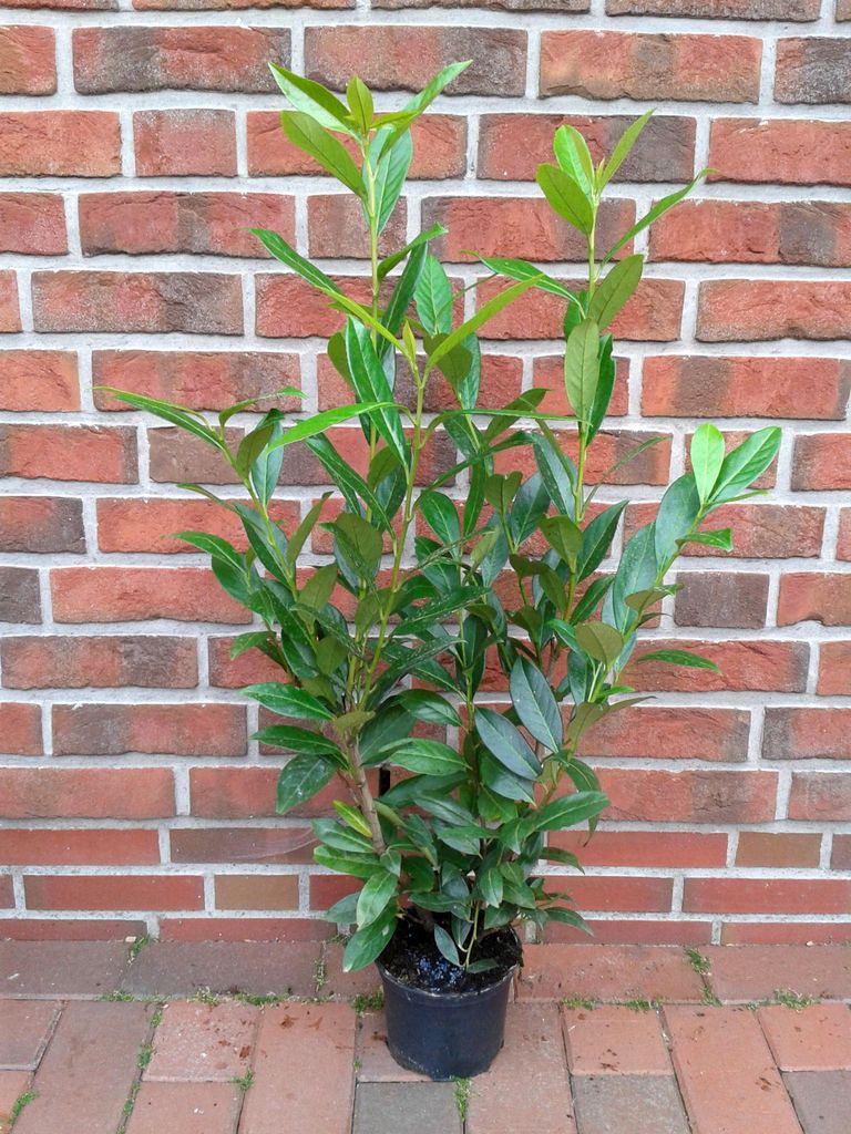 10x Kirschlorbeer Caucasica 60–80 cm | Winterharte Produktbild 