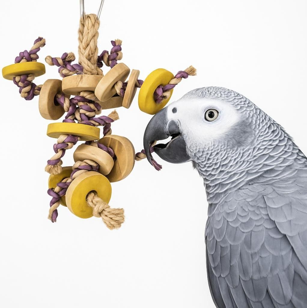 Kreatives Holz-Spielzeug für Papageien - Freude für kleine und mittelgroße Vögel