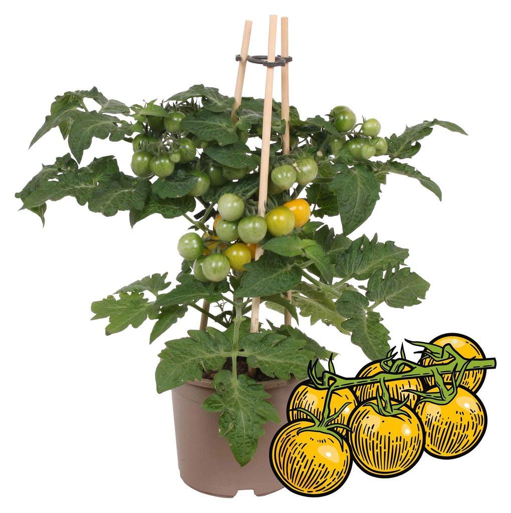 Žlutá cherry rajčata – rostlina s plody na balkon a do Obrázek produktu 