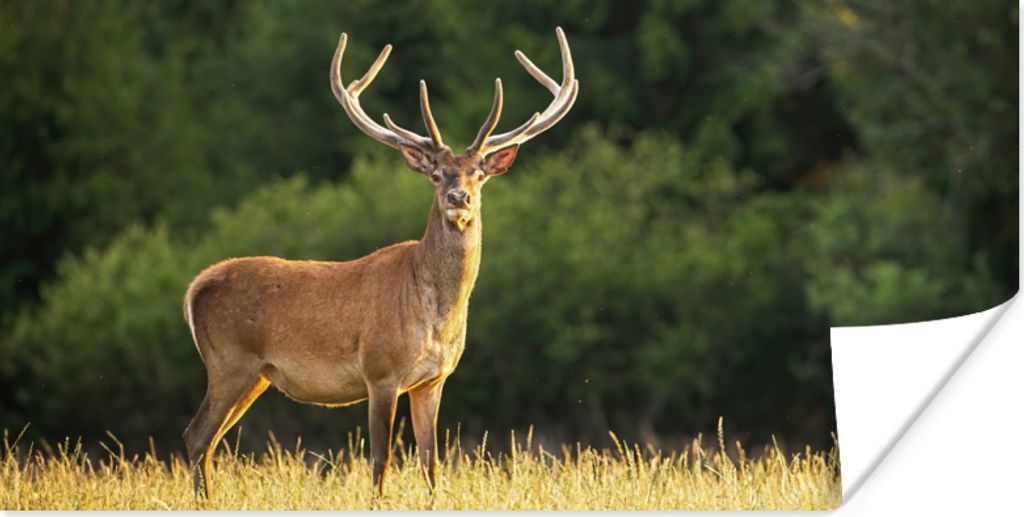 MuchoWow Poster Hirsch - Geweih - Gras - Natur - Tiere - Grün 120x60 cm - Bild