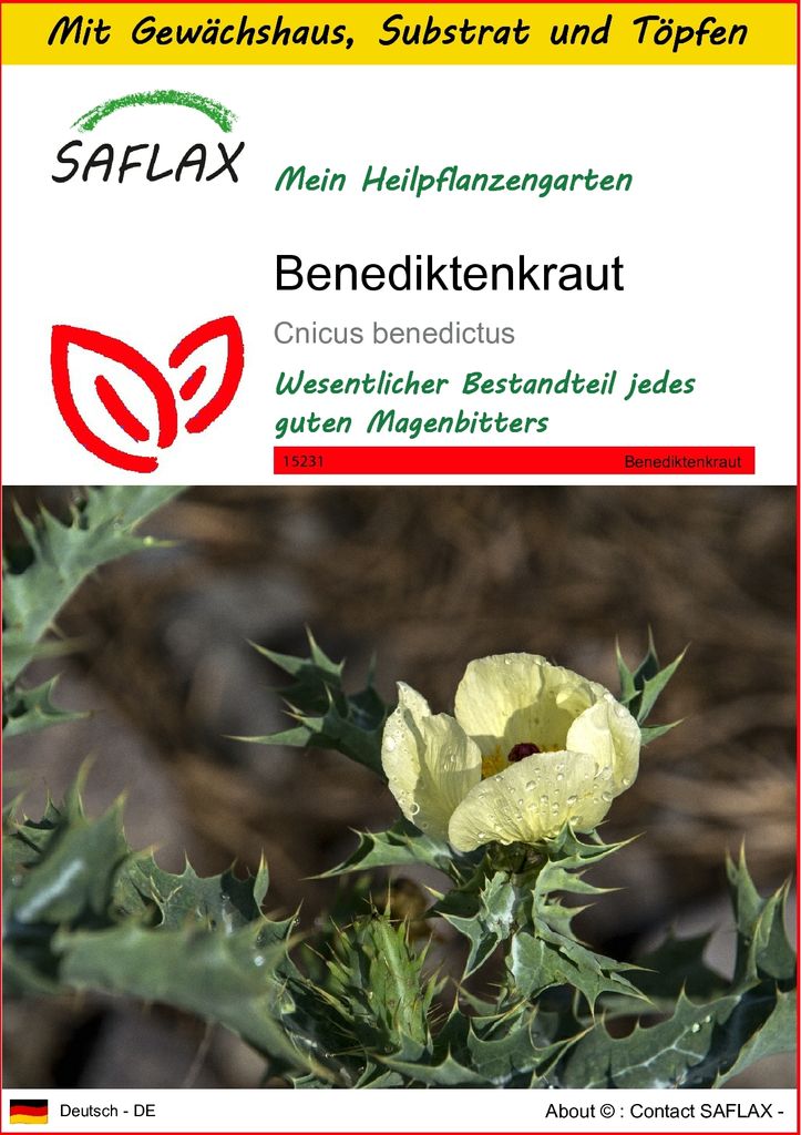 SAFLAX Anzucht Set - Benediktenkraut - Cnicus benedictus - 50 Samen - Mit Mini-Gewächshaus, Anzuchtsubstrat und 2 Töpfen