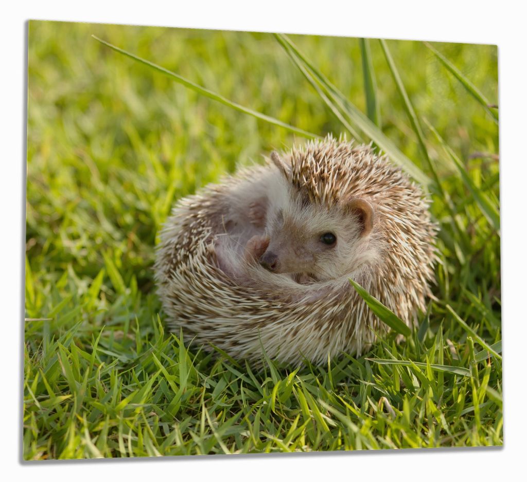 Wallario Herdabdeckplatte aus Glas, Größe 60 x 52 cm 1-teilig, Motiv Eingerollter Igel im Gras