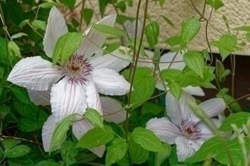 Clematis 'John Paul II' 50-60 cm aux grandes fleurs blanches et roses
