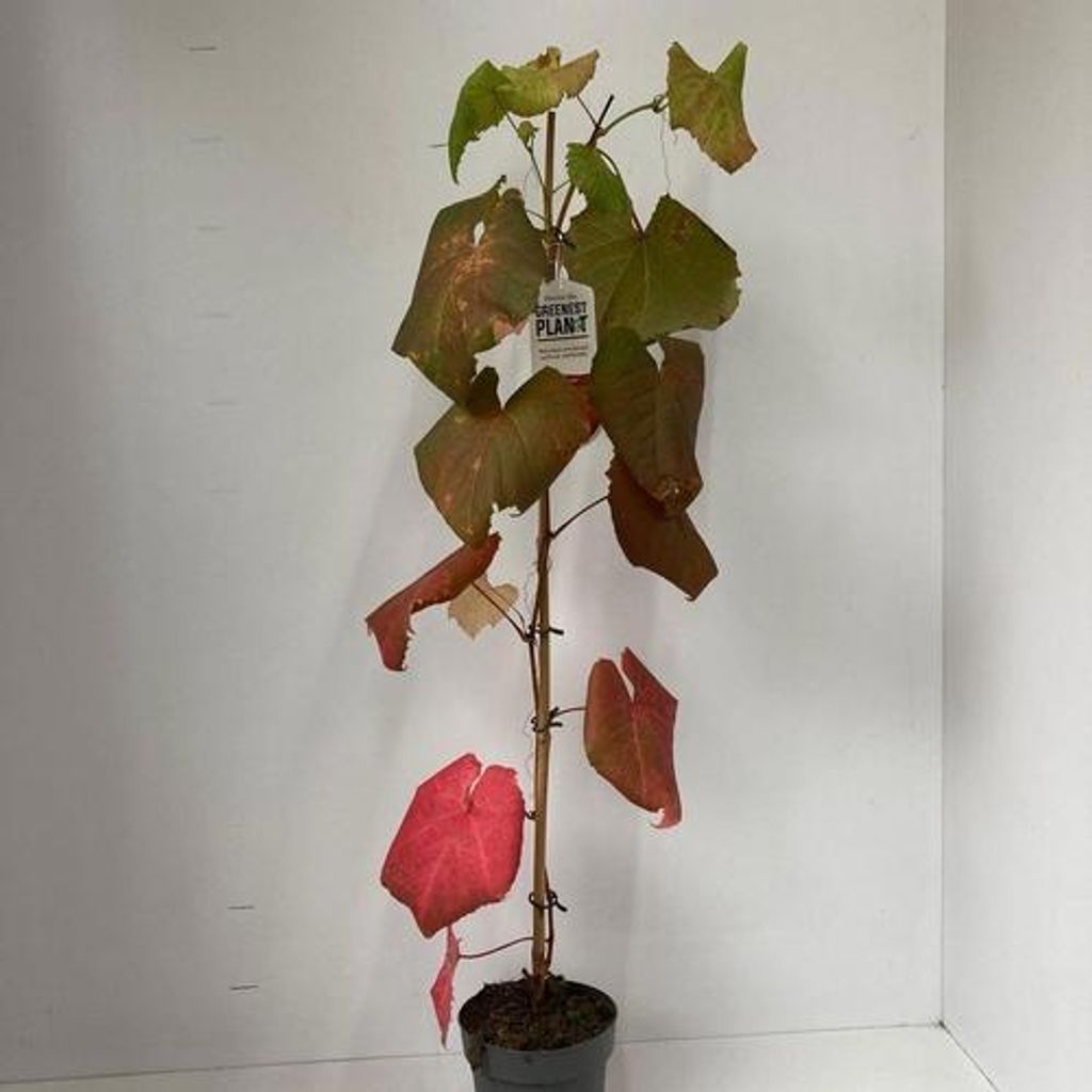 Vitis coignetiae - Scharlachwein | 70 cm en maceta Imagen del producto 
