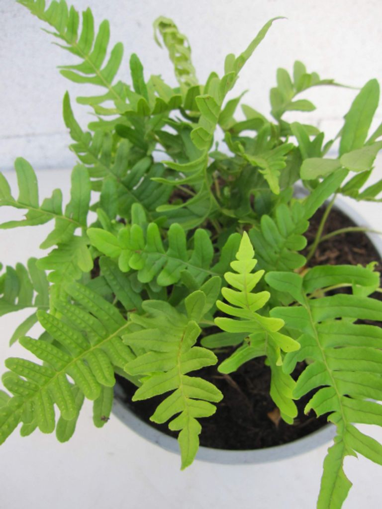 Polypodium vulgare - Engelsüss - Tüpfelfarn