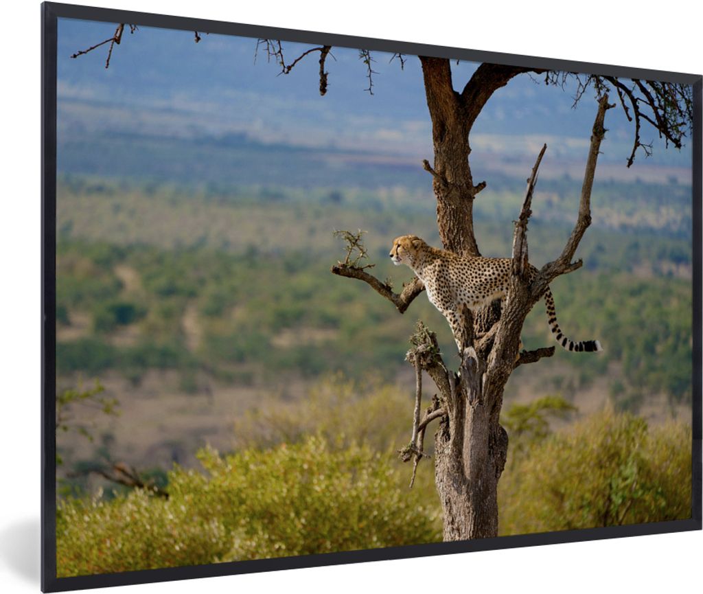 MuchoWow MuchoWow Gerahmtes Poster Leopard - Baum - Tier 30x20 cm - Poster mit zchwarzem Bilderrahmen - Kunstdruck - Bild-Poster