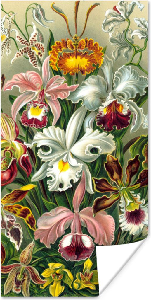 MuchoWow Poster Gestaltung - Blumen - Pflanzen - Ernst Haeckel 40x80 cm - Dekoration