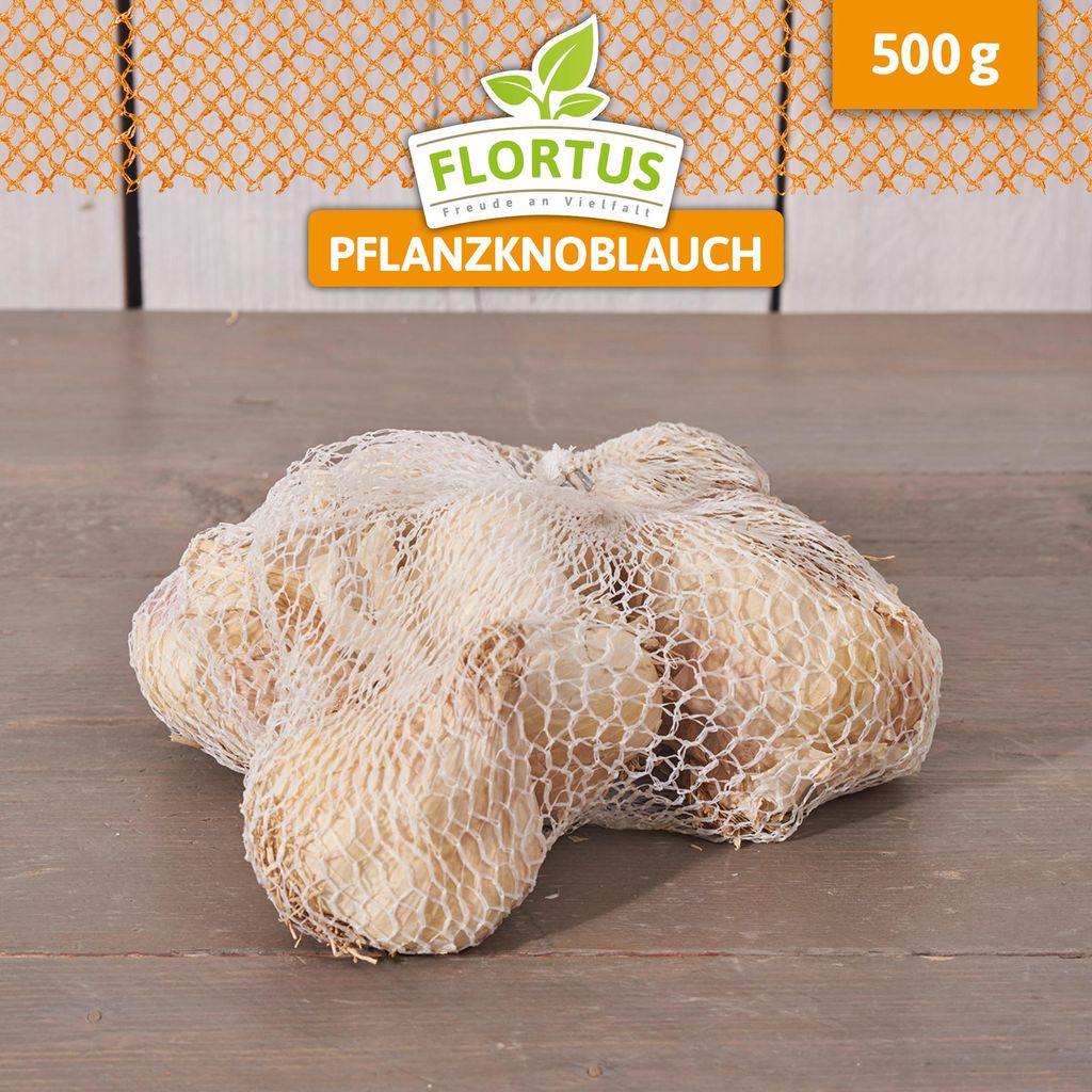 Artikelbild 5 von 'Winterpflanzknoblauch Sabadrome' aus der Kategorie Pflanzknoblauch