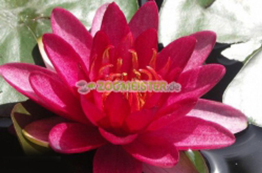 Seerose Burgundy Princess winterhart rubinrot- Rhizom, Teichpflanze