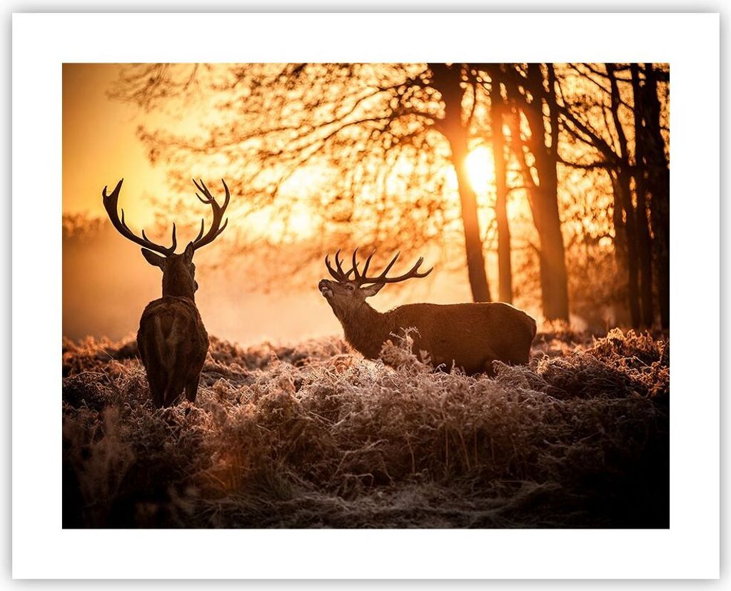 Poster - Poster ohne Rahmen - Deer Heidekraut Tier - 50x40 Produktbild 