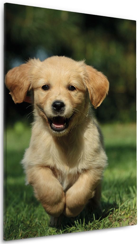 Wallario Premium Leinwandbild Süßer Hund - Golden Retriever in Größe 60 x 90 cm